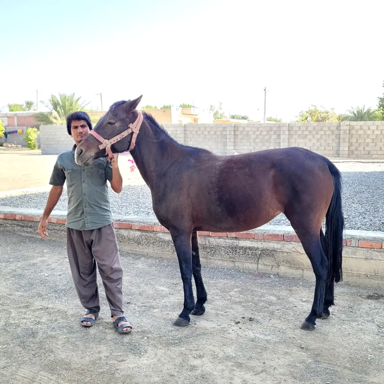 اسب فروشی|اسب و تجهیزات اسب‌سواری|جیرفت, |دیوار