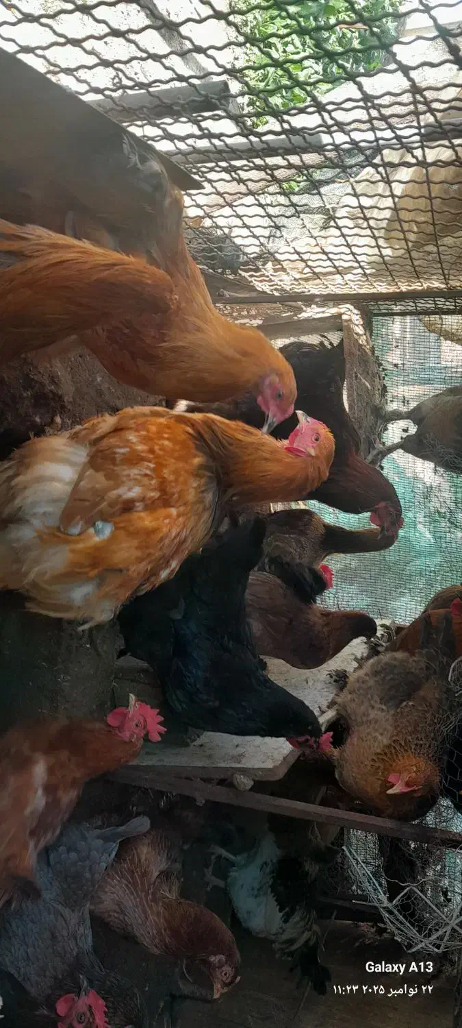 فروش چند عدد خروس سر حال|حیوانات مزرعه|قائم‌شهر, |دیوار