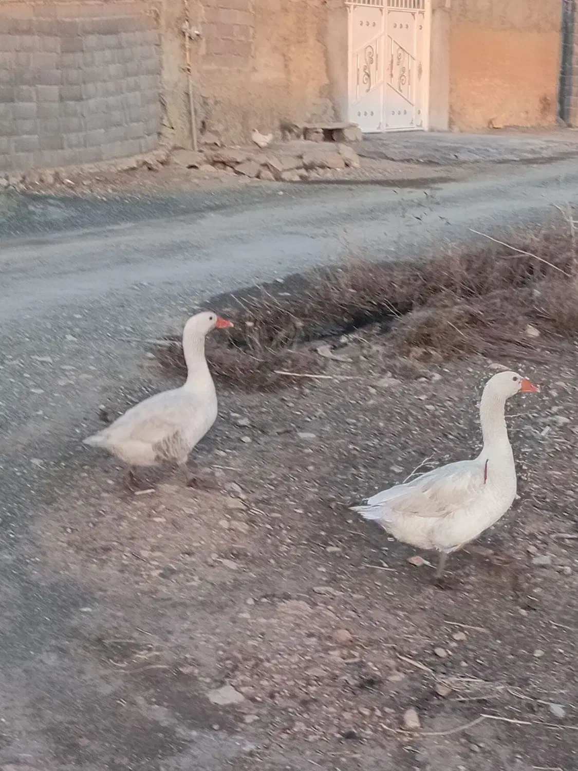 غاز|حیوانات مزرعه|کرمانشاه, |دیوار