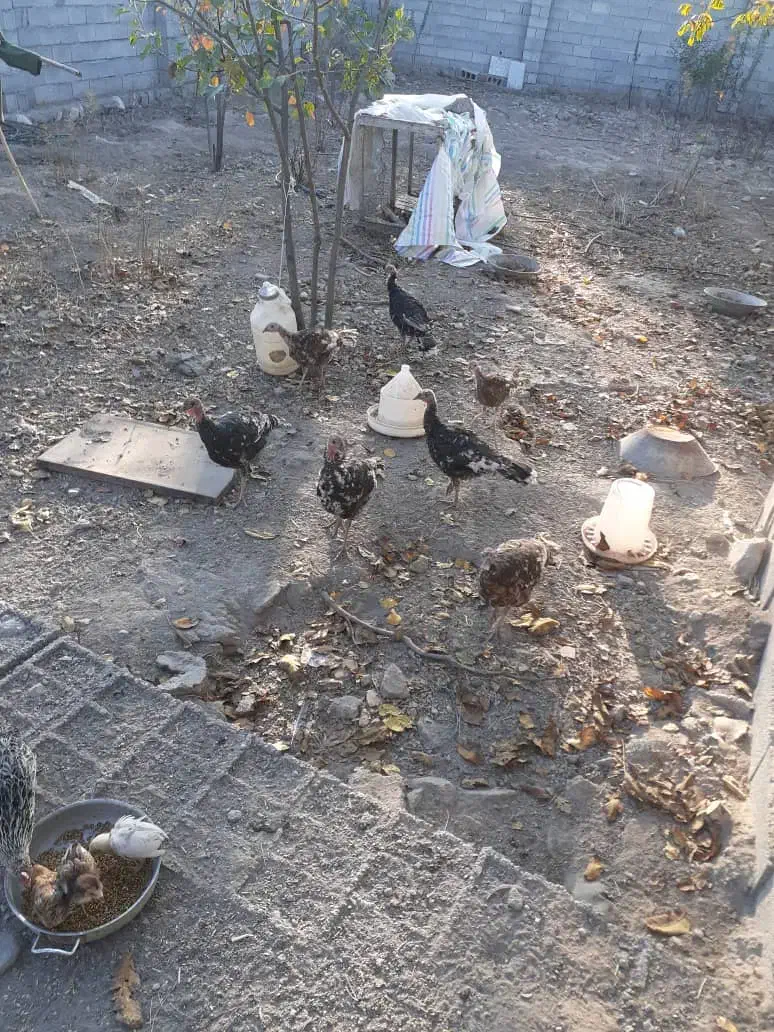 بوقلمون|حیوانات مزرعه|مشگین شهر, |دیوار