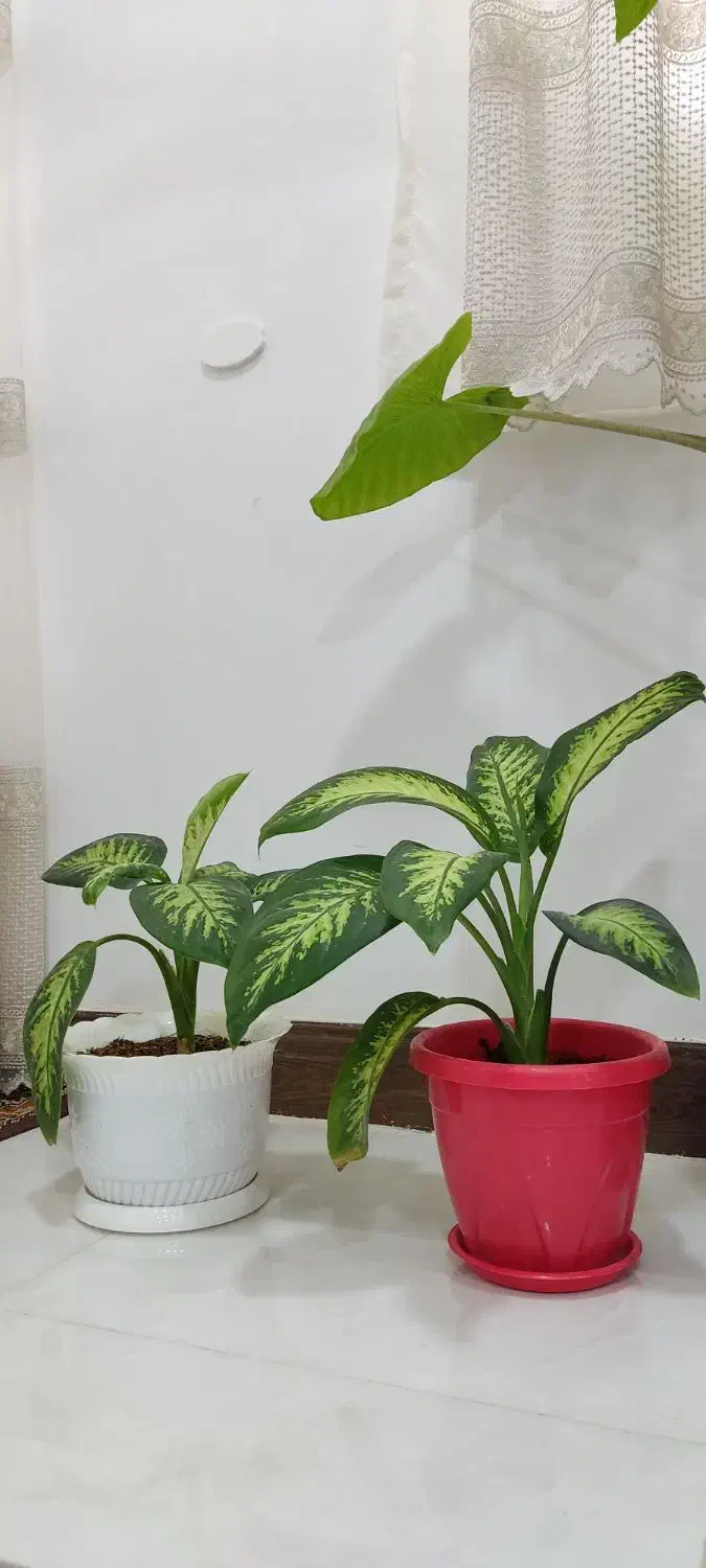 دیفن باخیا دو عدد|گل و گیاه طبیعی|فارسان, |دیوار