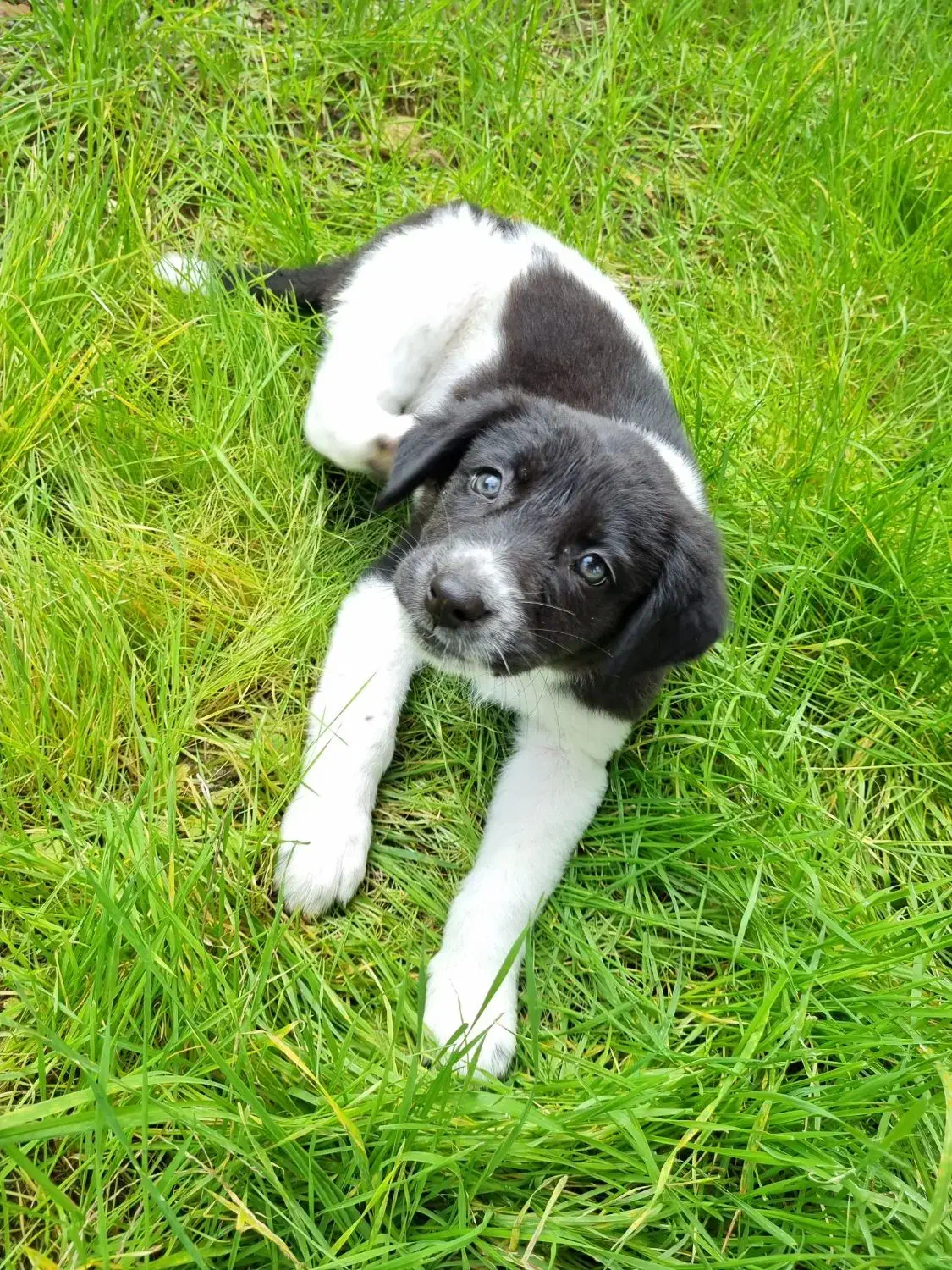 واگذاری توله سگ|سگ|لاهیجان, یوسف آباد|دیوار