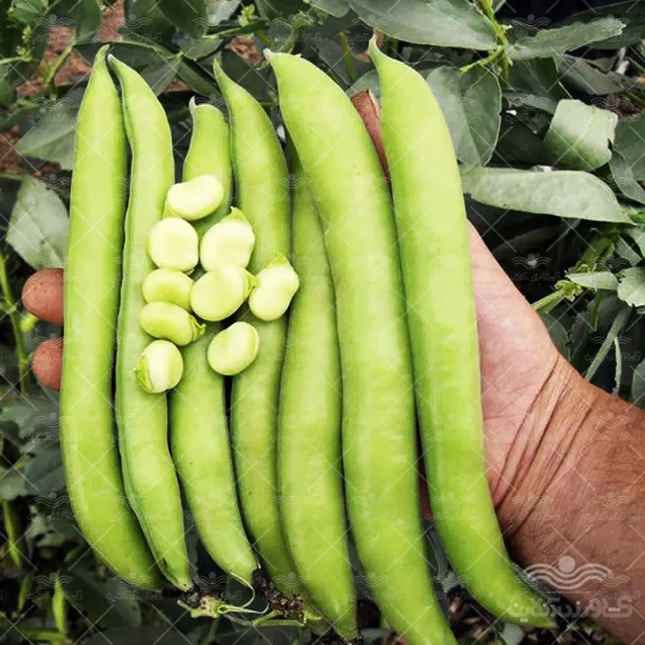 بذر باقلا رقم برکت کیلو 95|خدمات باغبانی و درختکاری|گرگان, |دیوار