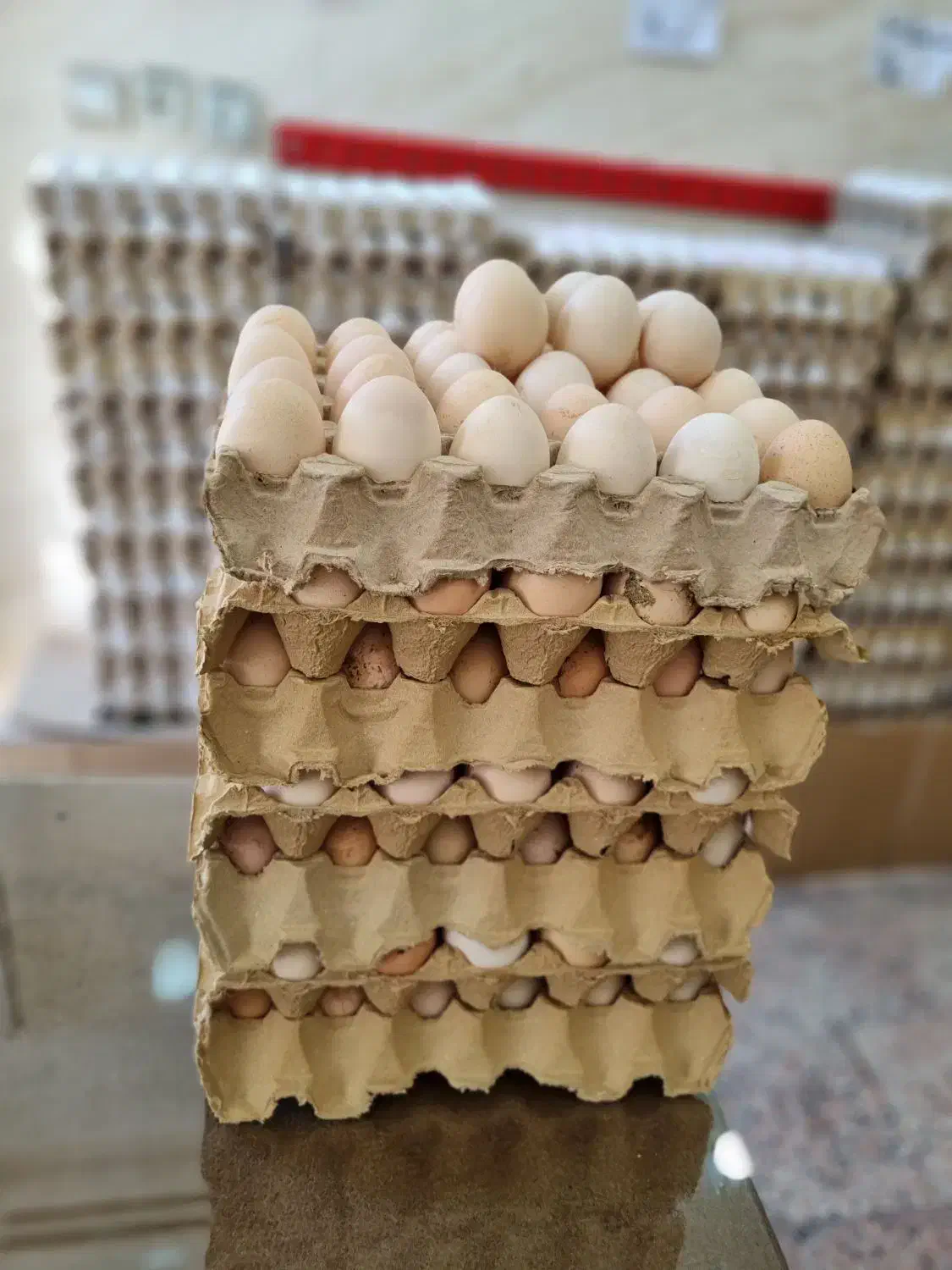 تخم مرغ محلی عمده|خوردنی و آشامیدنی|خوی, |دیوار