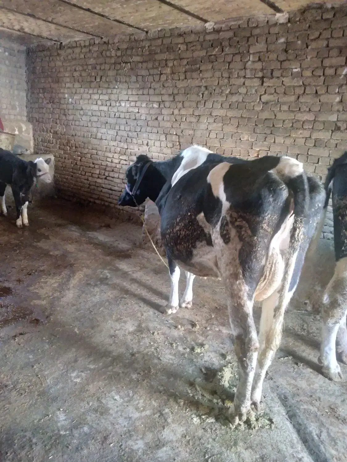 گاو و گوساله|حیوانات مزرعه|بروجرد, |دیوار