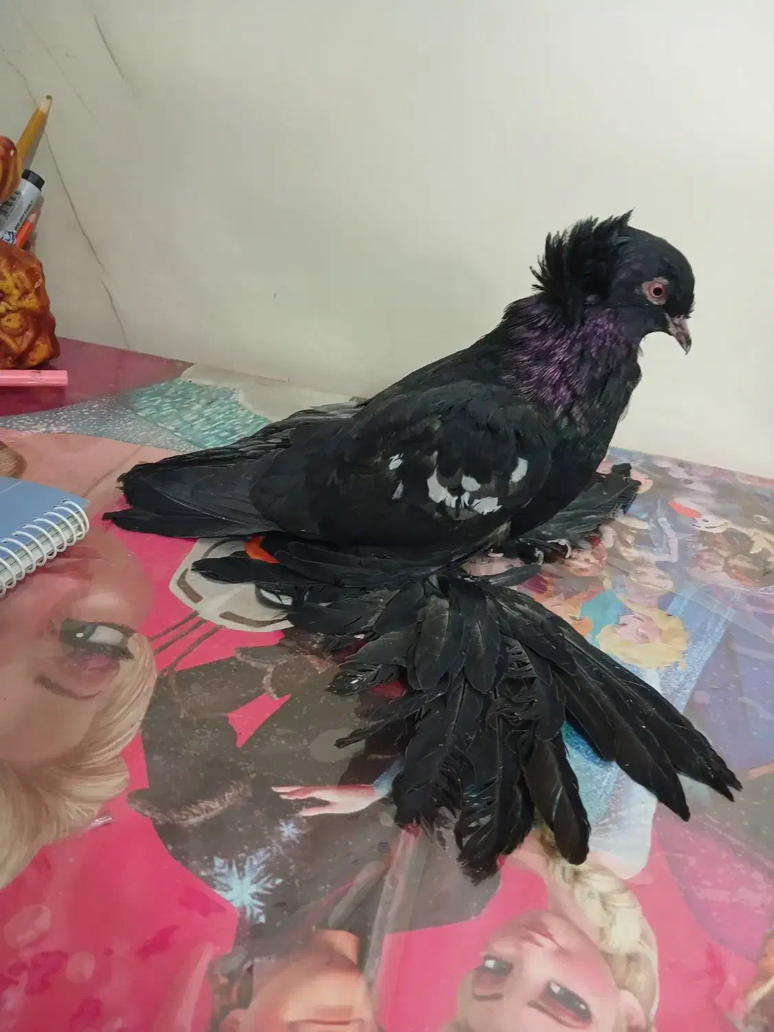 کفتر کاکلی پرپا (زینتی)|پرنده|تهران, جیحون|دیوار