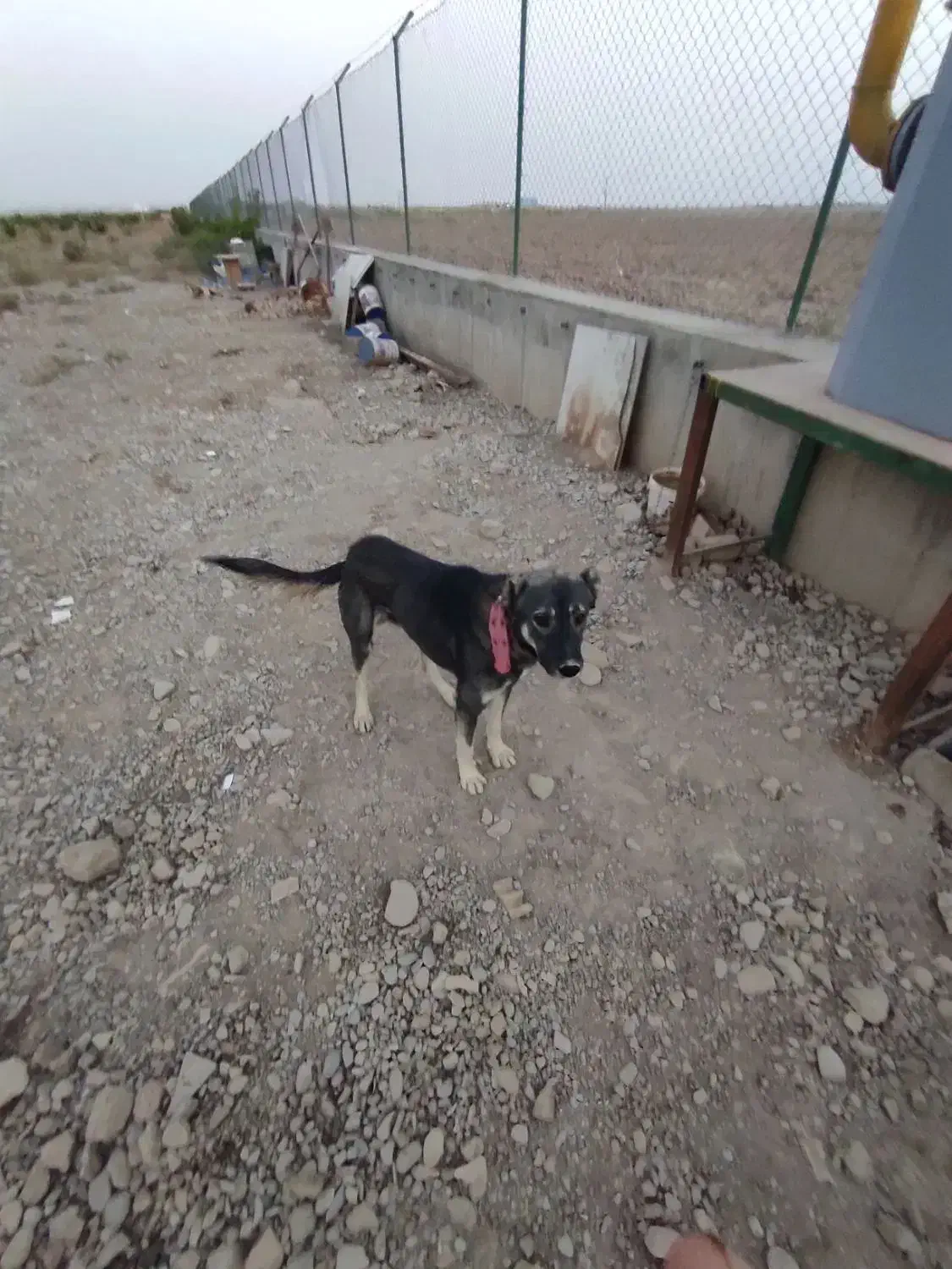 سگ گله ای|سگ|شیروان (خراسان), |دیوار