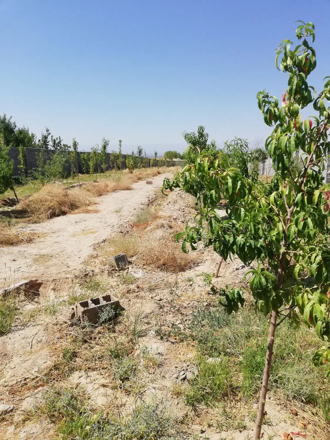 باغ|فروش زمین و ملک کلنگی|مشهد, تبادکان|دیوار