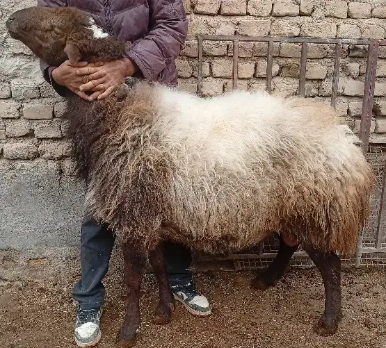 قوچ پلنگ|حیوانات مزرعه|چناران, |دیوار