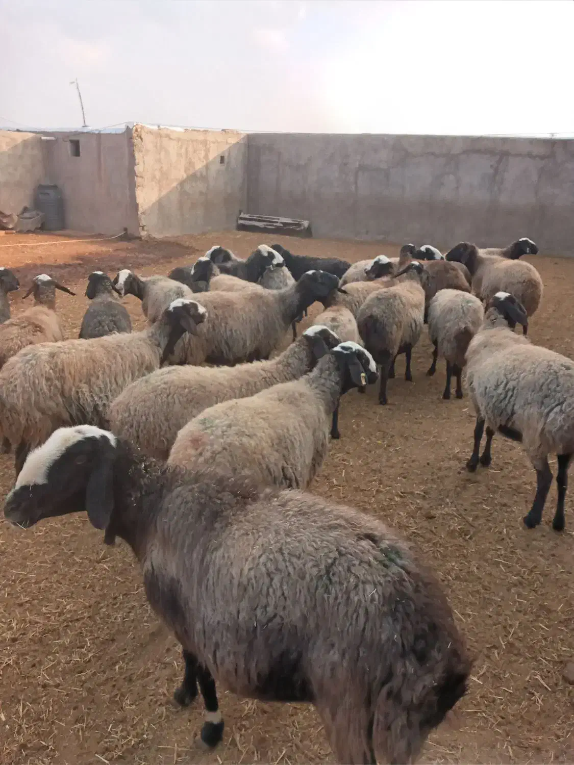 ۱۸راس میش شال دورس میش افشار|حیوانات مزرعه|اسفرورین, |دیوار