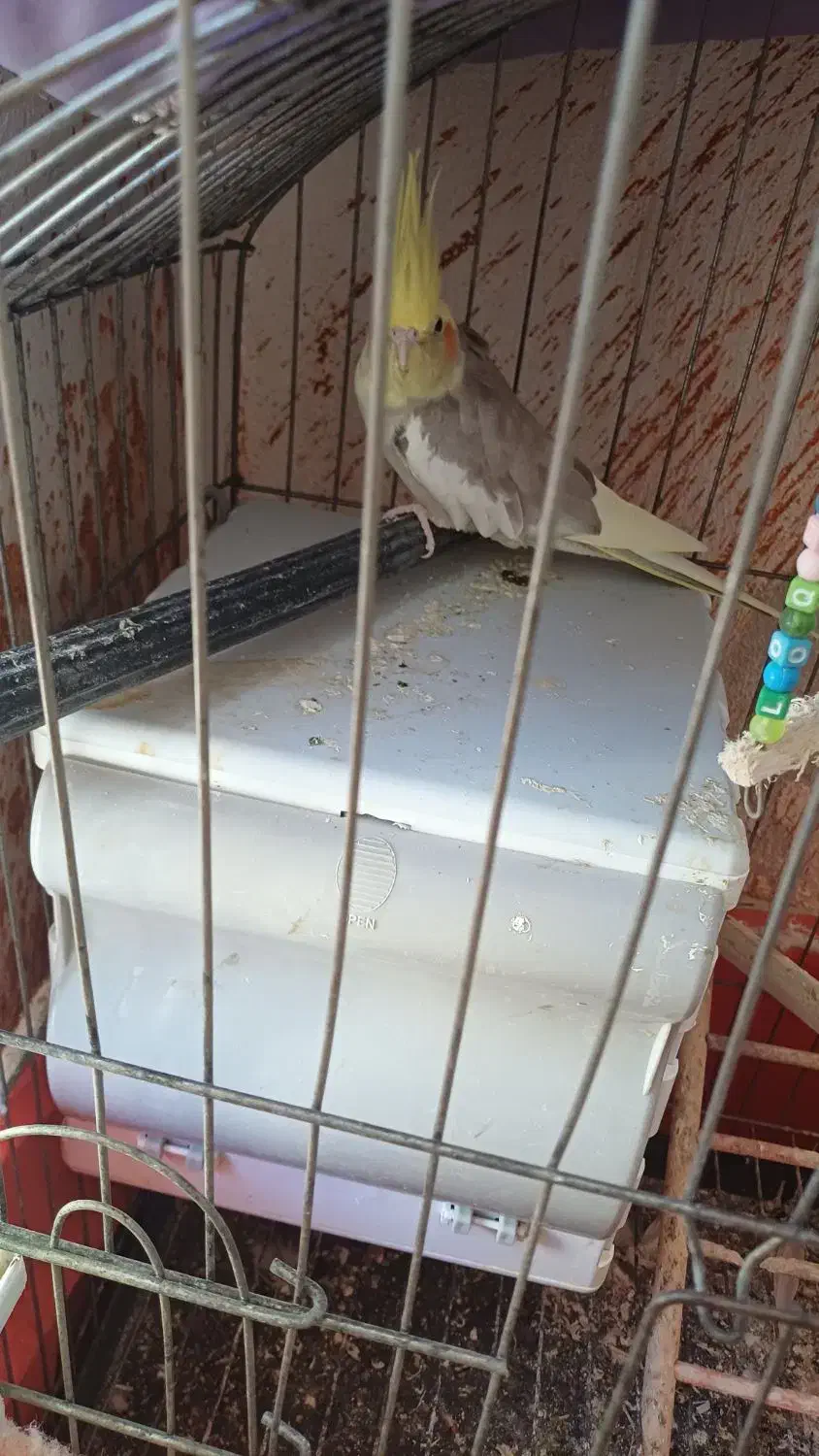 عروس هلندی نر و ماده|پرنده|قشم, |دیوار