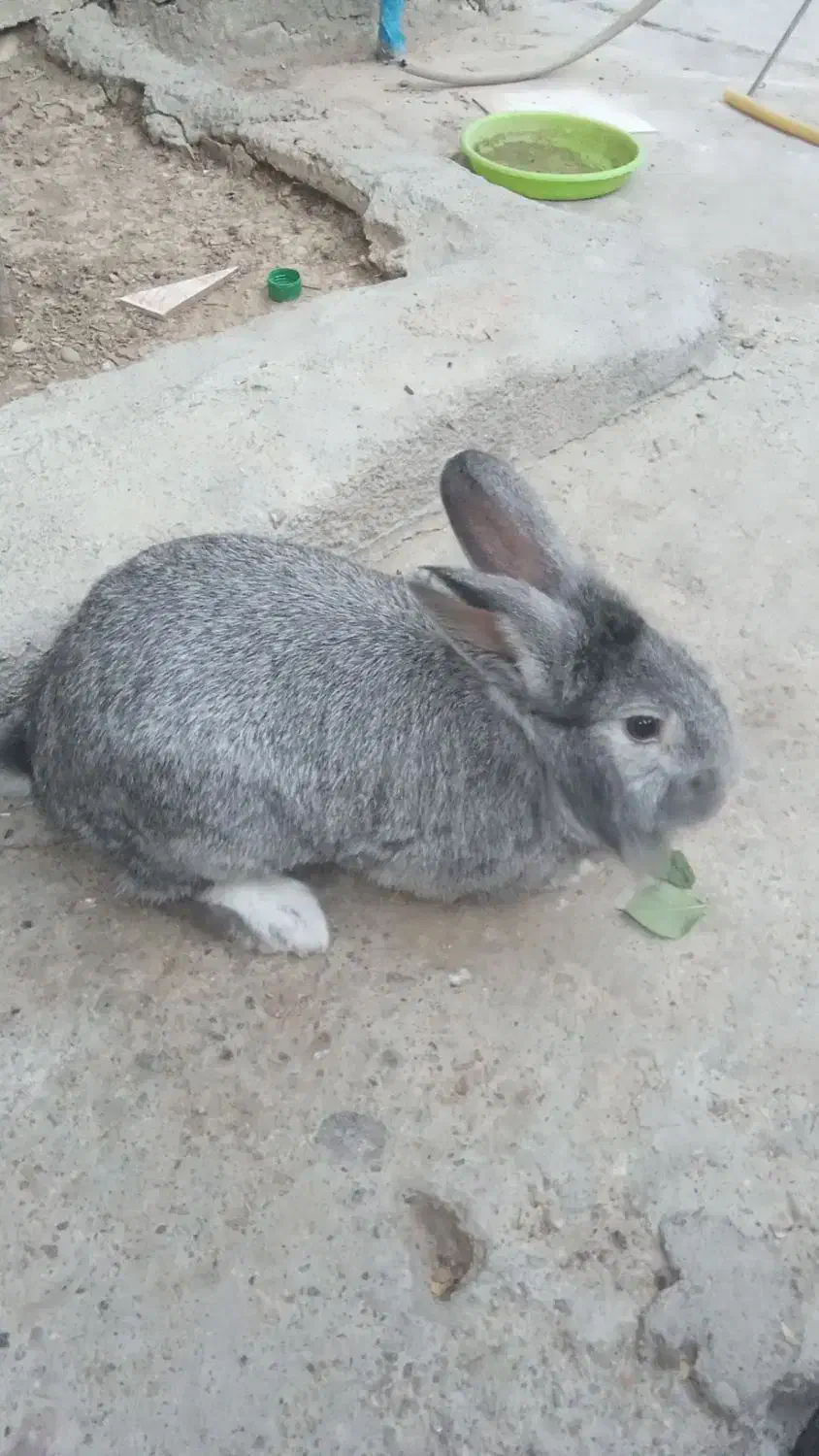 خرگوش نر|موش و خرگوش|میاندوآب, |دیوار