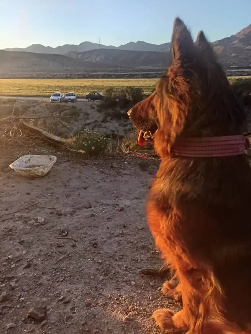 سگ ژرمن شپرد|سگ|بجنورد, |دیوار