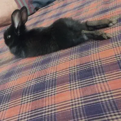 خرگوش نیمه لوپ|موش و خرگوش|بیرجند, |دیوار