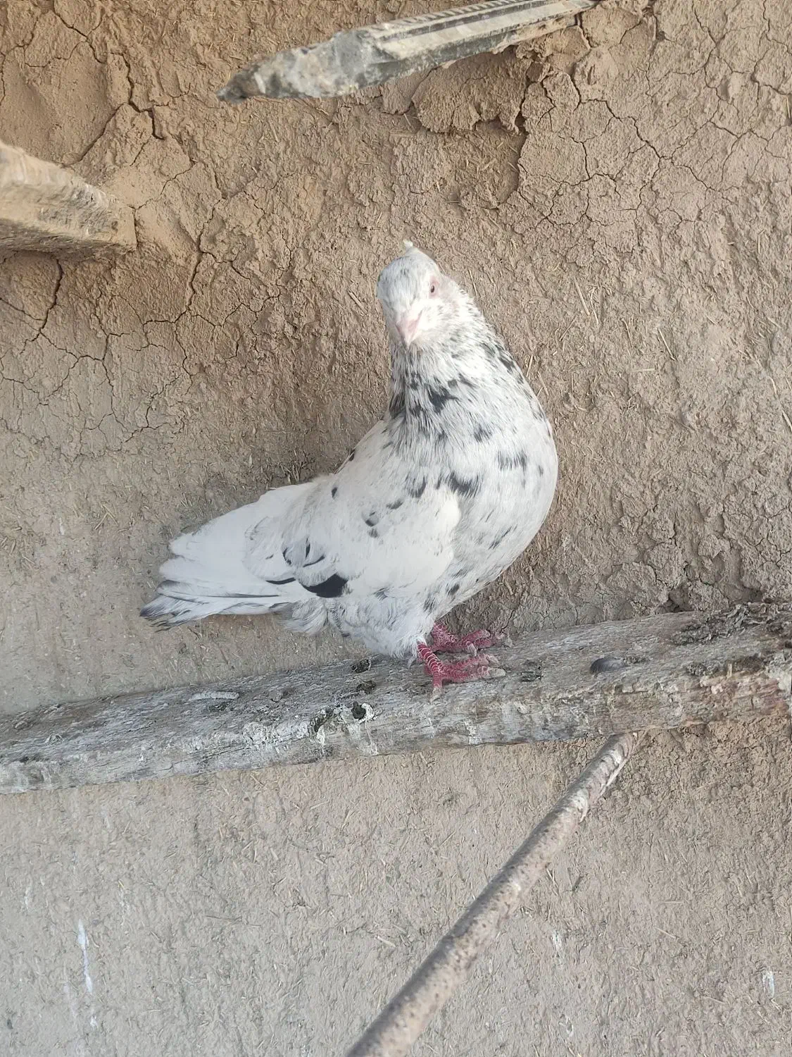 کبوتر|پرنده|اسدآباد, |دیوار