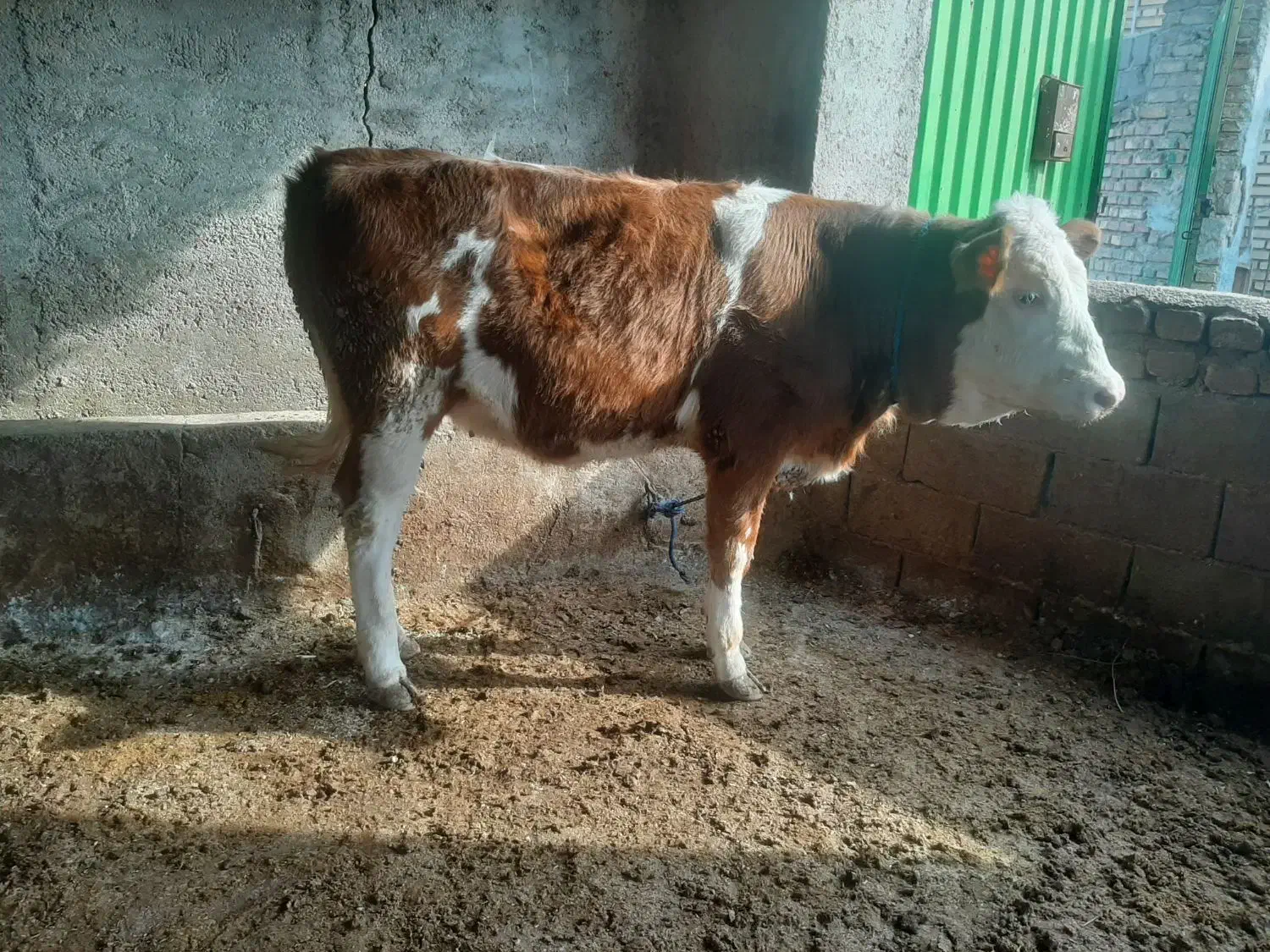 گوساله سیمینتال|حیوانات مزرعه|گنبد کاووس, |دیوار