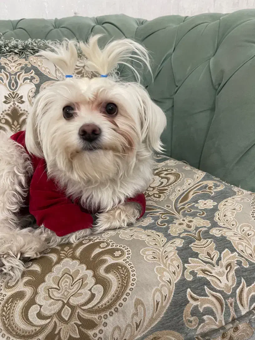 سگ شیتزو|سگ|رباط‌کریم, رباط‌کریم|دیوار