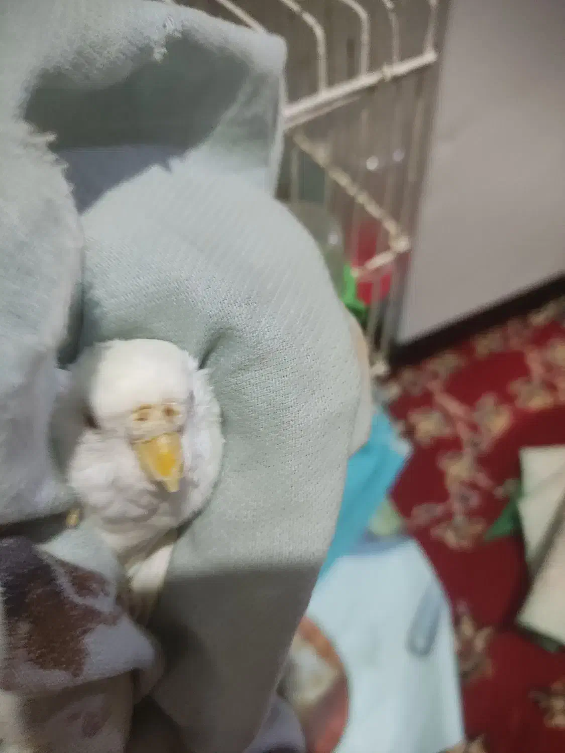 مرغ عشق ماده آلبینو کمیاب|پرنده|بیدشهر, |دیوار