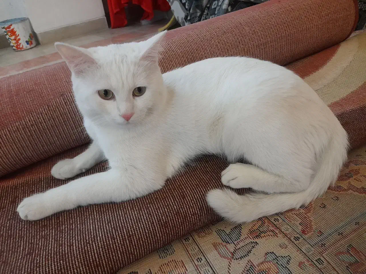 گربه خانگی|گربه|یزد, |دیوار