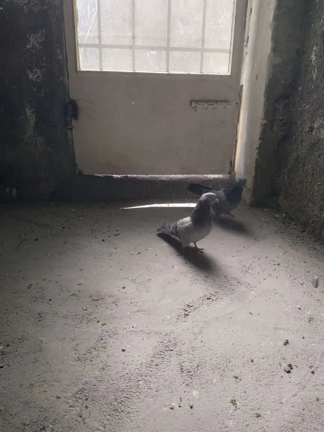 کفتر اصفهانی|پرنده|برخوار, |دیوار