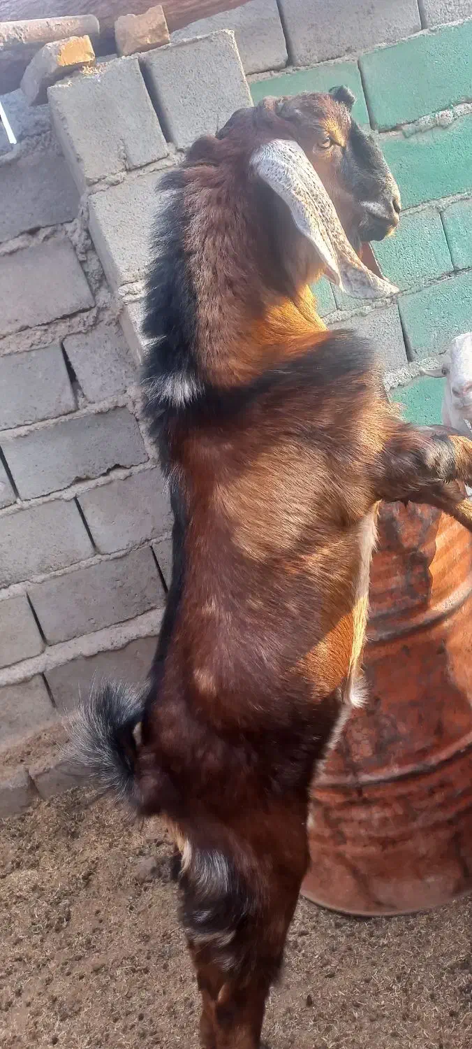 بزچاق وچله نر هردوتاباهم ۳۰میلیون|حیوانات مزرعه|هیرمند, |دیوار