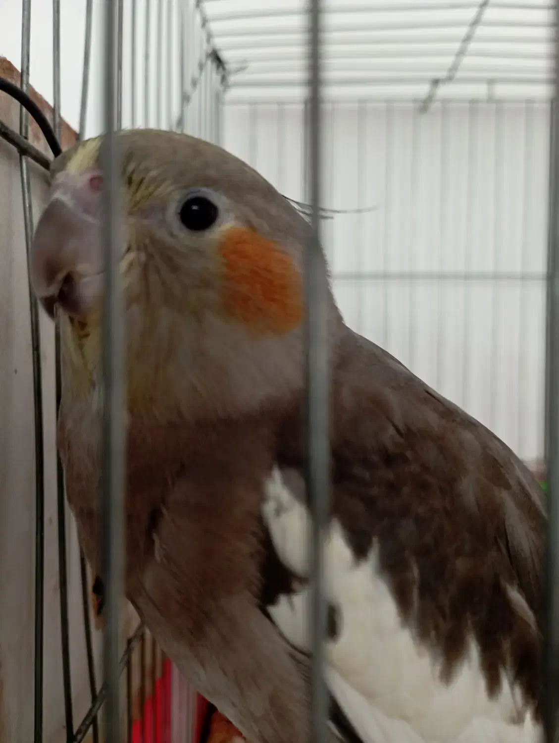 عروس هلندی|پرنده|فلاورجان, |دیوار