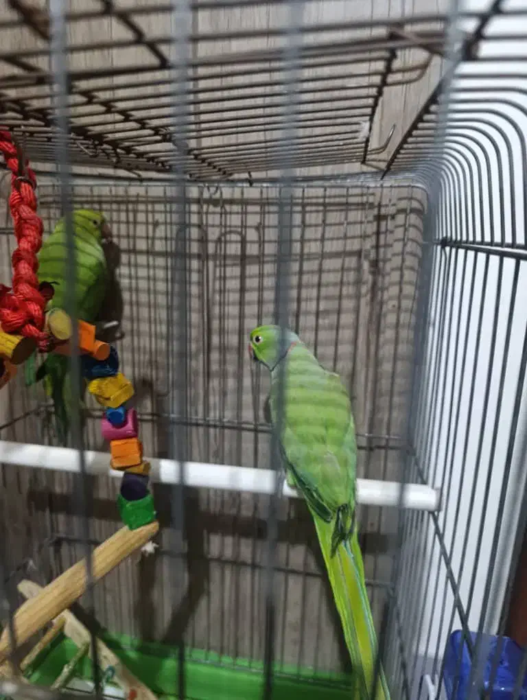 طوطی ملنگو|پرنده|بندرعباس, |دیوار