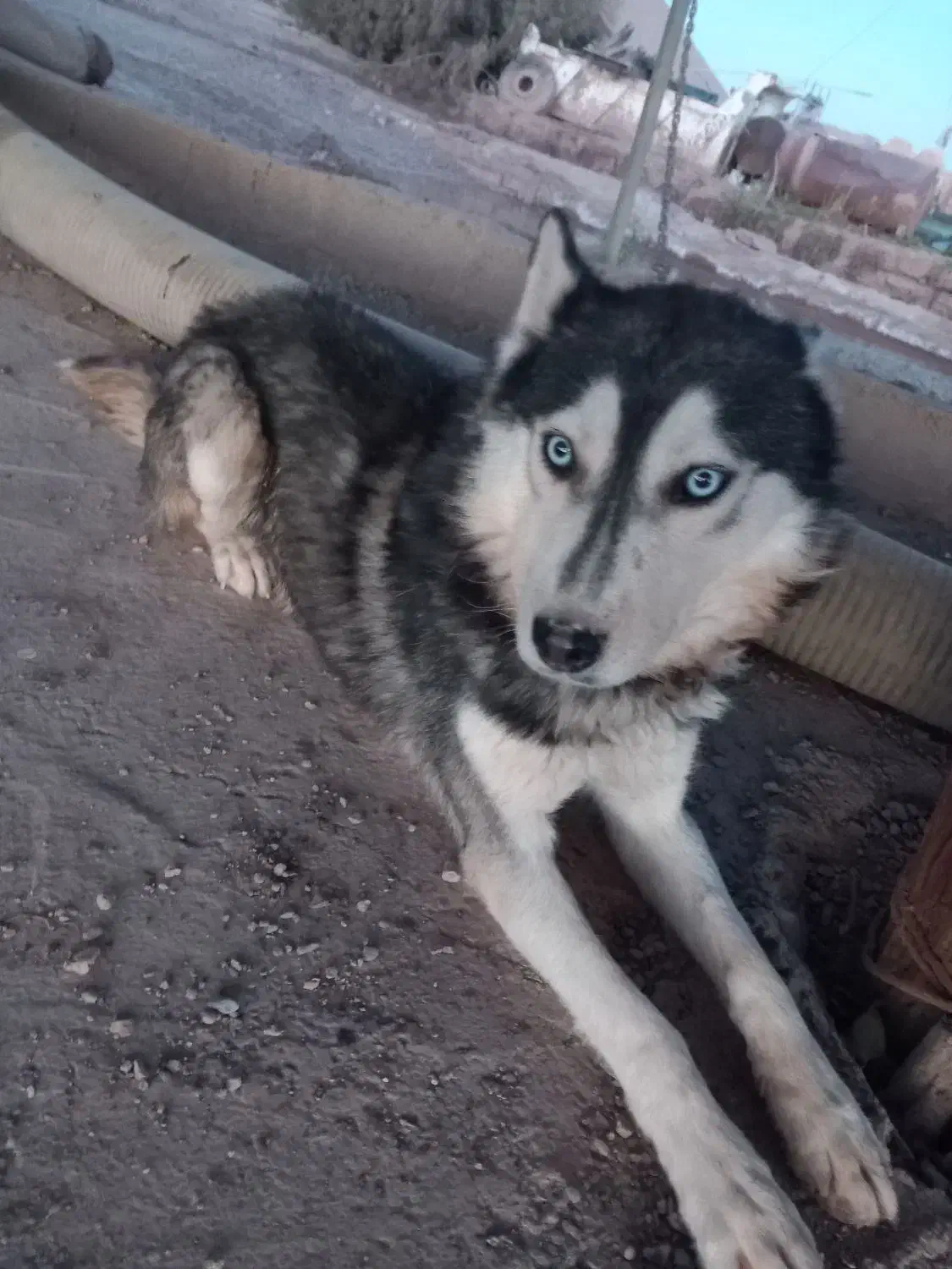 سگ هاسکی|سگ|تایباد, |دیوار