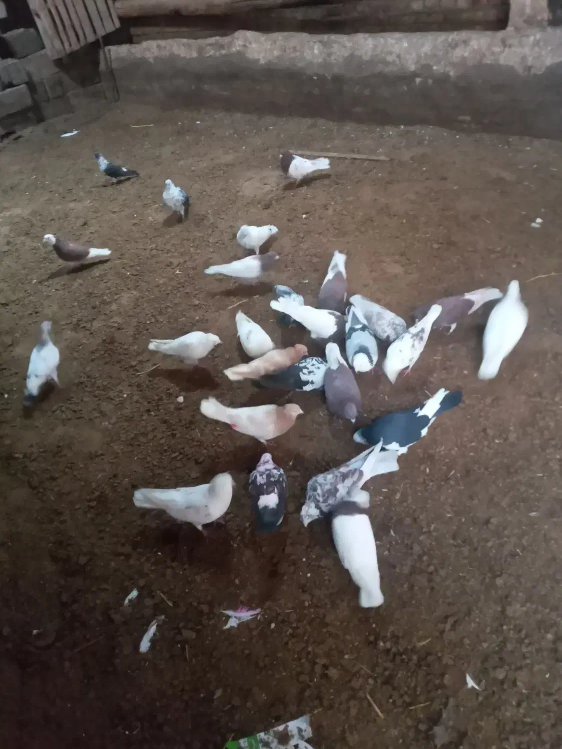 کفتر|پرنده|مهربان, |دیوار