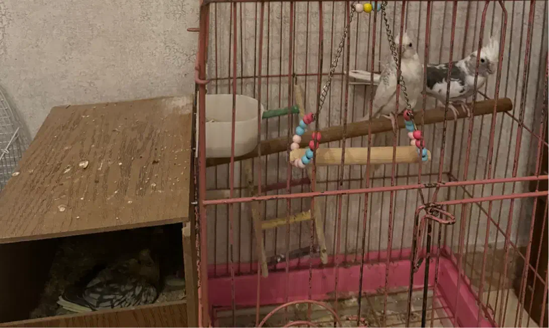 ۲جفت عروس هلندی مولد|پرنده|رامسر, |دیوار