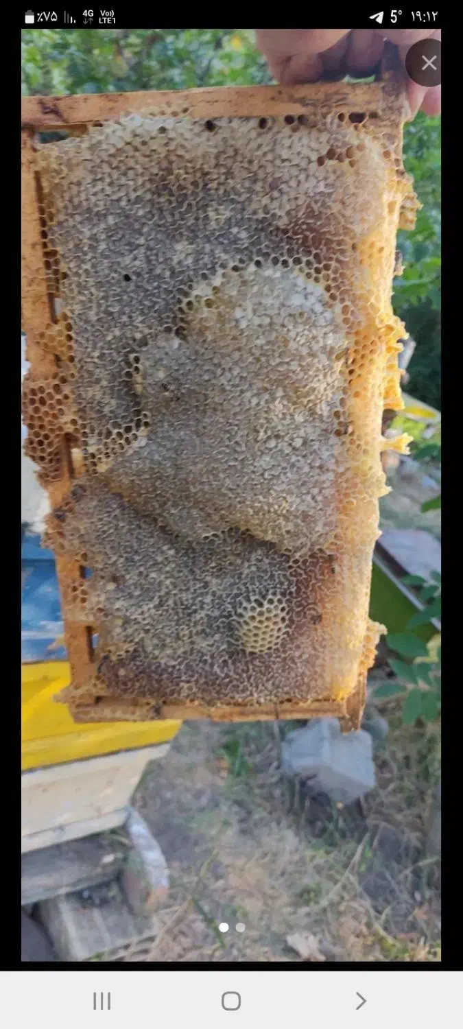 فروش عسل کاملا طبیعی تضمینی|خوردنی و آشامیدنی|صوفیان, |دیوار