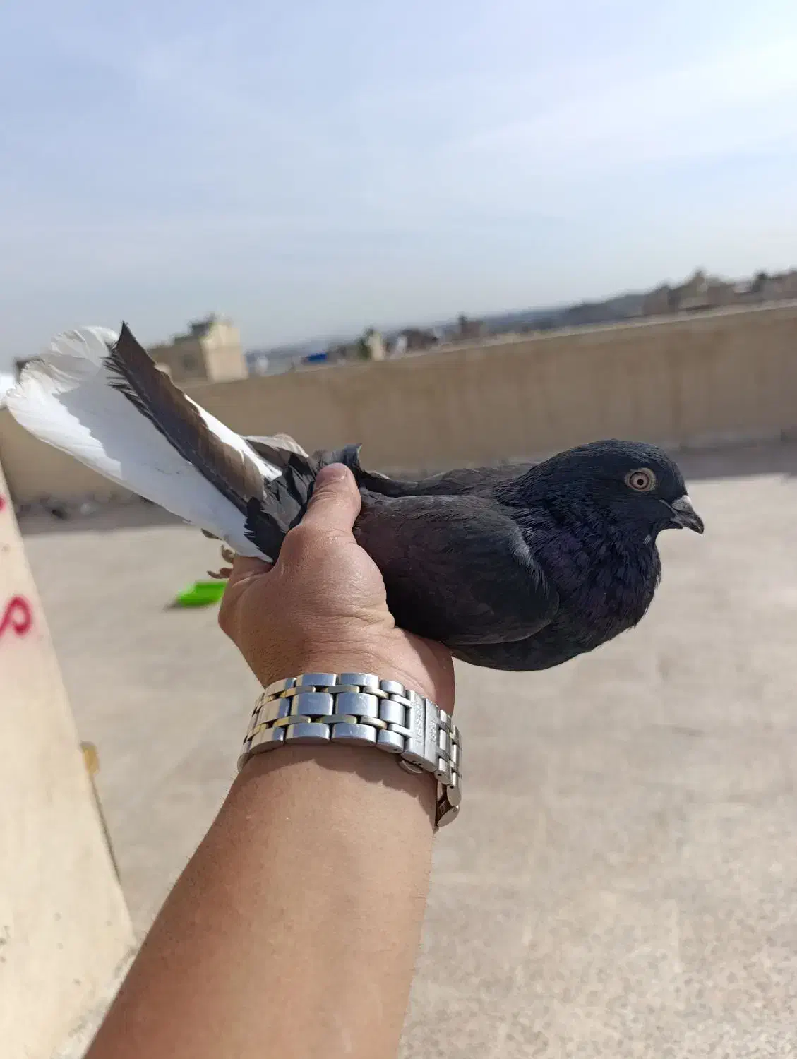 کفتر پرشی خال خوب|پرنده|نسیم‌شهر, |دیوار