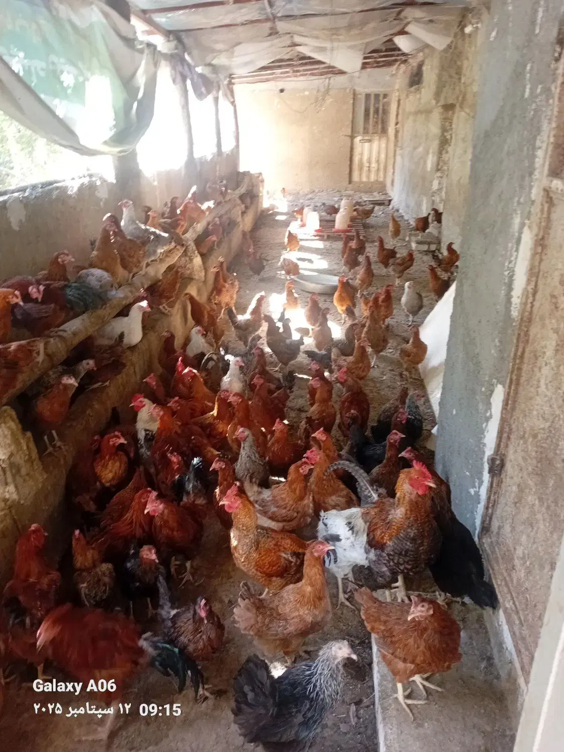 مرغ گلپایگانی، رسمی|حیوانات مزرعه|باقرشهر, |دیوار