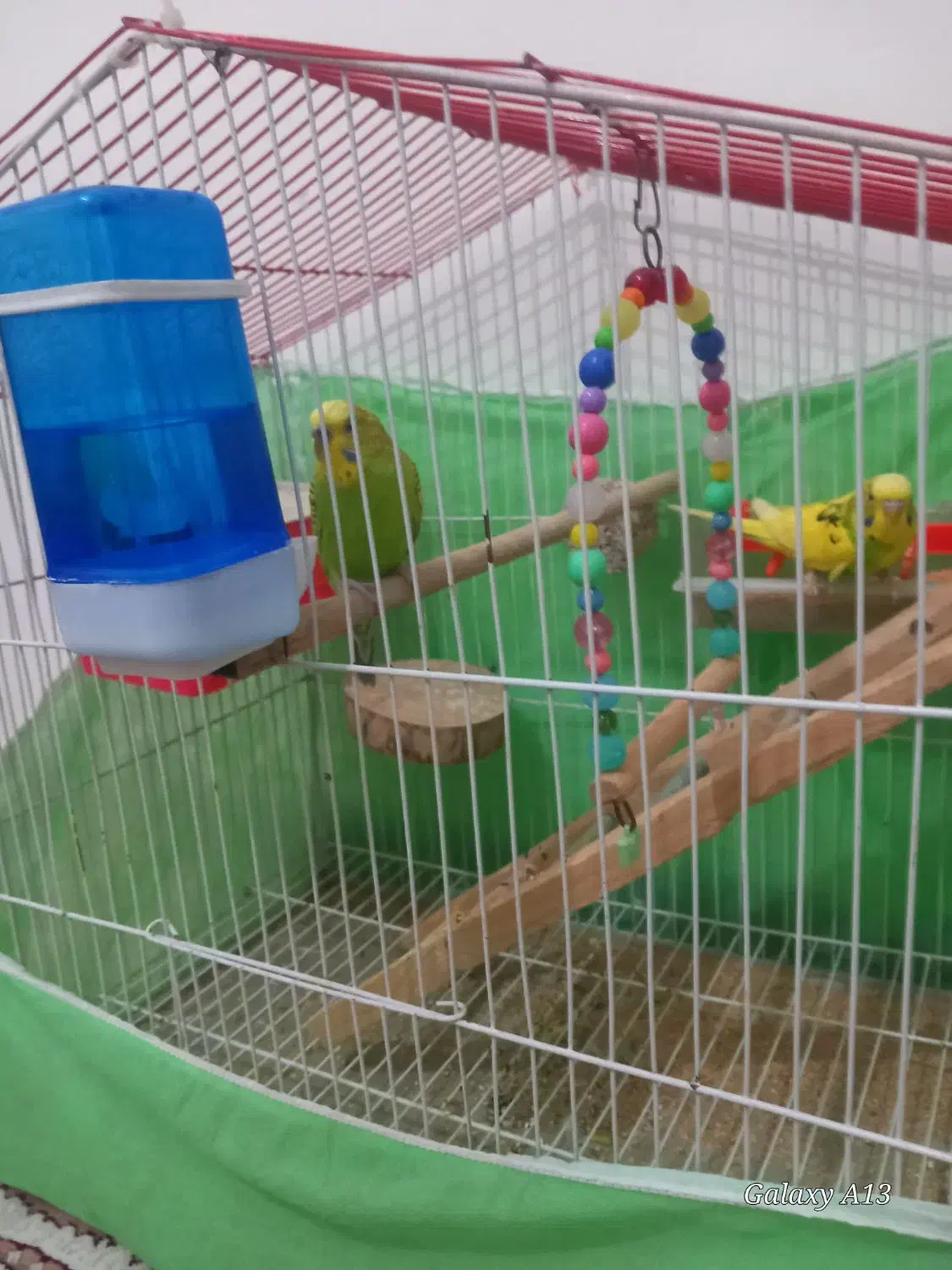 مرغ عشق سالم و سرحال|پرنده|هشتگرد, شهرک گلها|دیوار