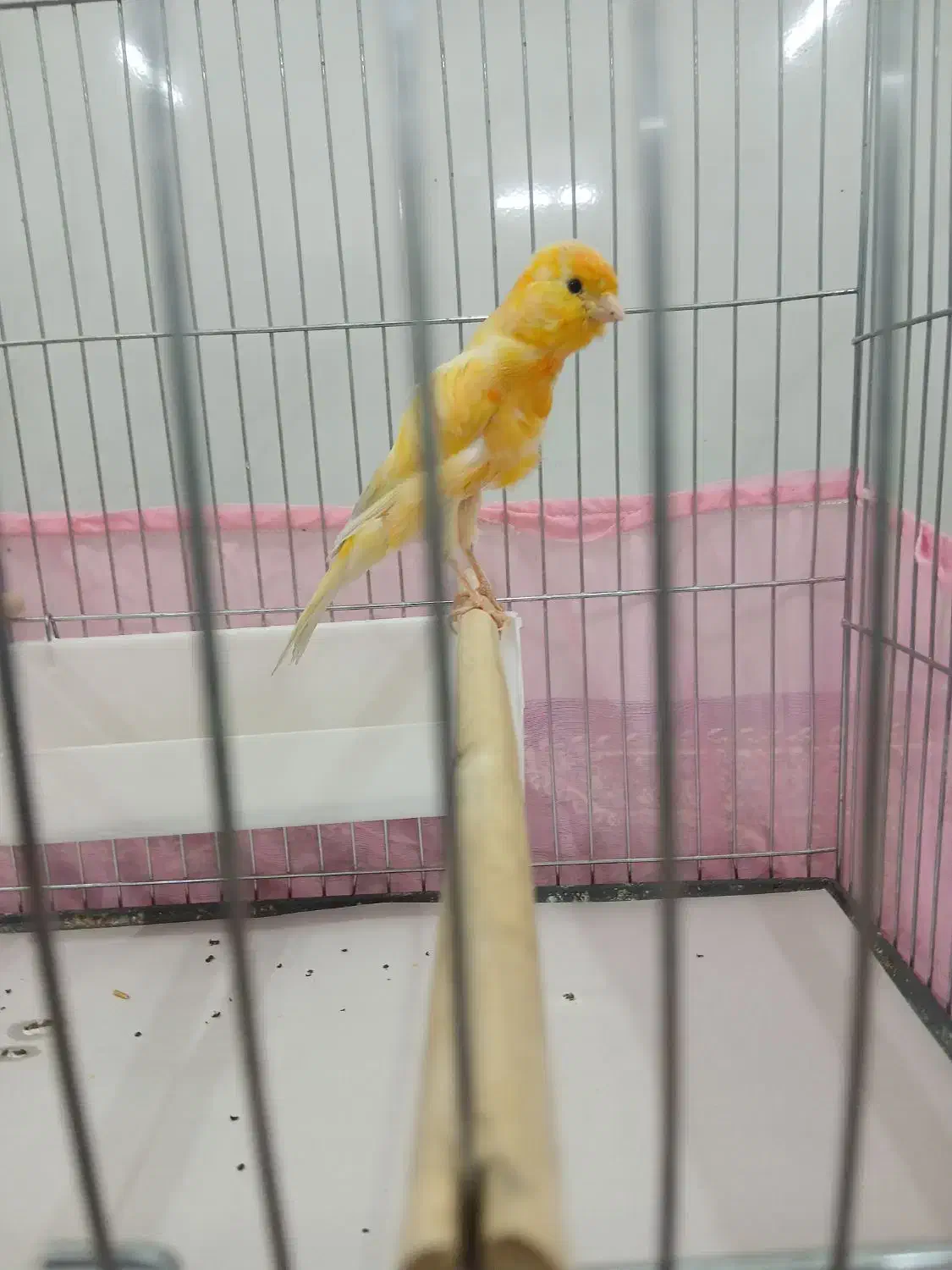 قناری‌سوپر|پرنده|قم, وادی السلام|دیوار