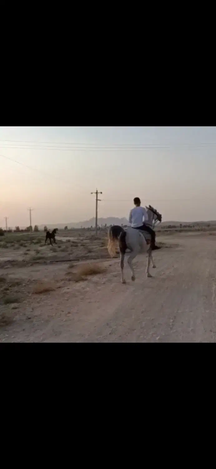 مادیان شکم طلا|اسب و تجهیزات اسب‌سواری|داراب, |دیوار