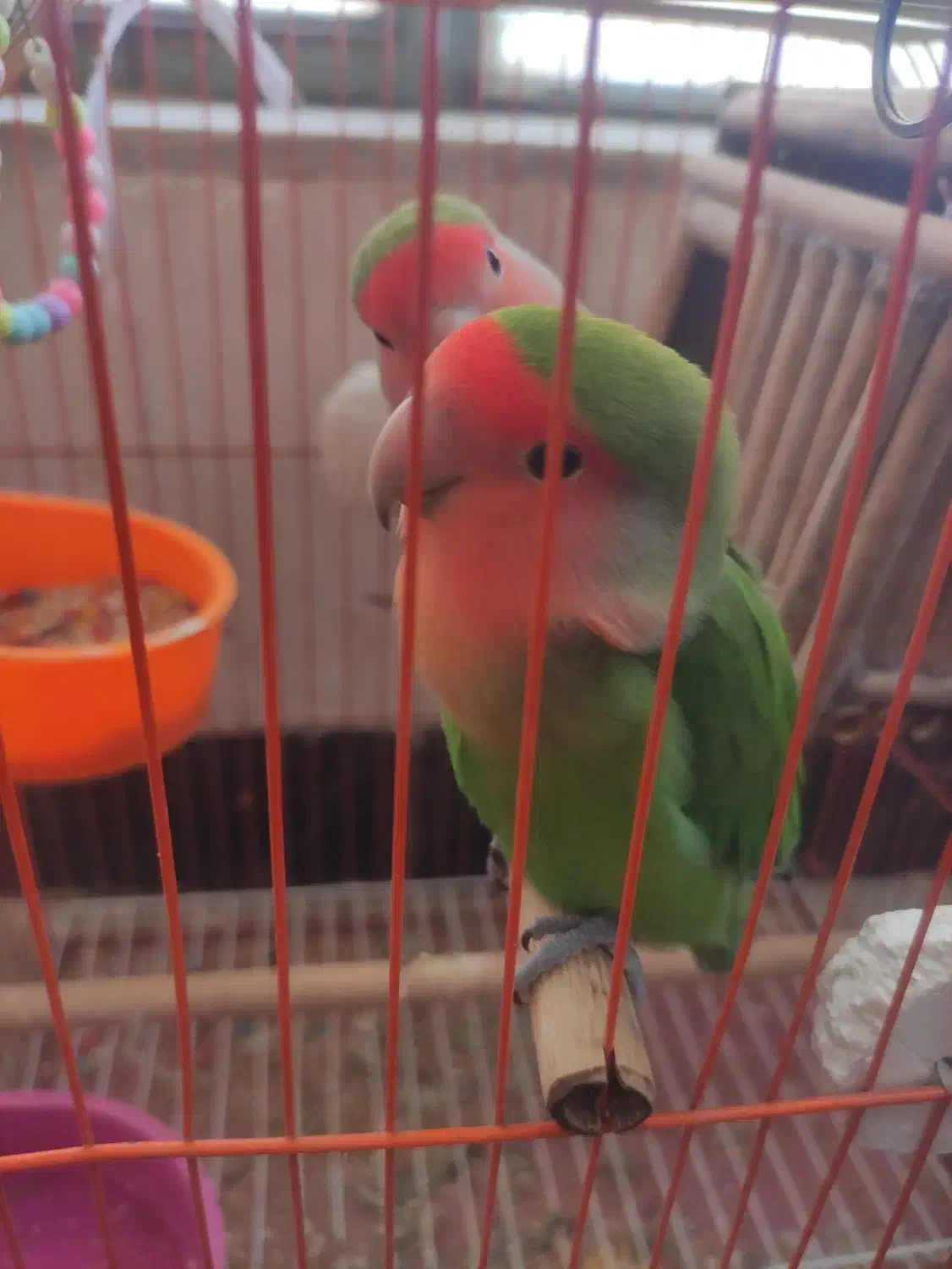 طوطی برزیلی|پرنده|سپیدان, |دیوار