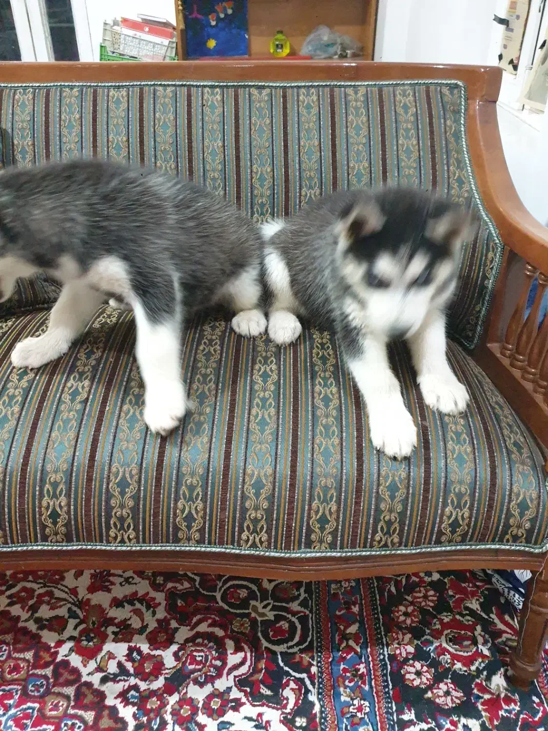 سگ هاسکی ۷ ماهه|سگ|مشهد, میان ولایت|دیوار