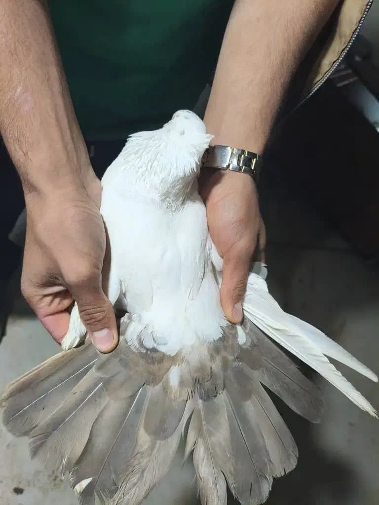 دم سرخ|پرنده|جم, |دیوار