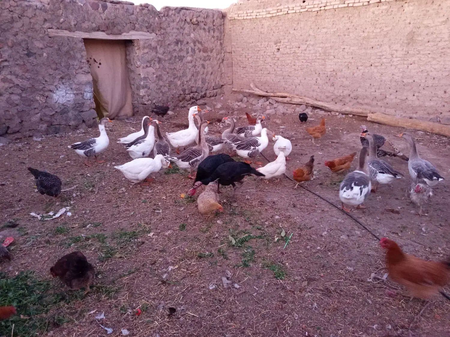 غاز محل بوقلمون و مرغ تخمگذار|حیوانات مزرعه|مشگین شهر, |دیوار