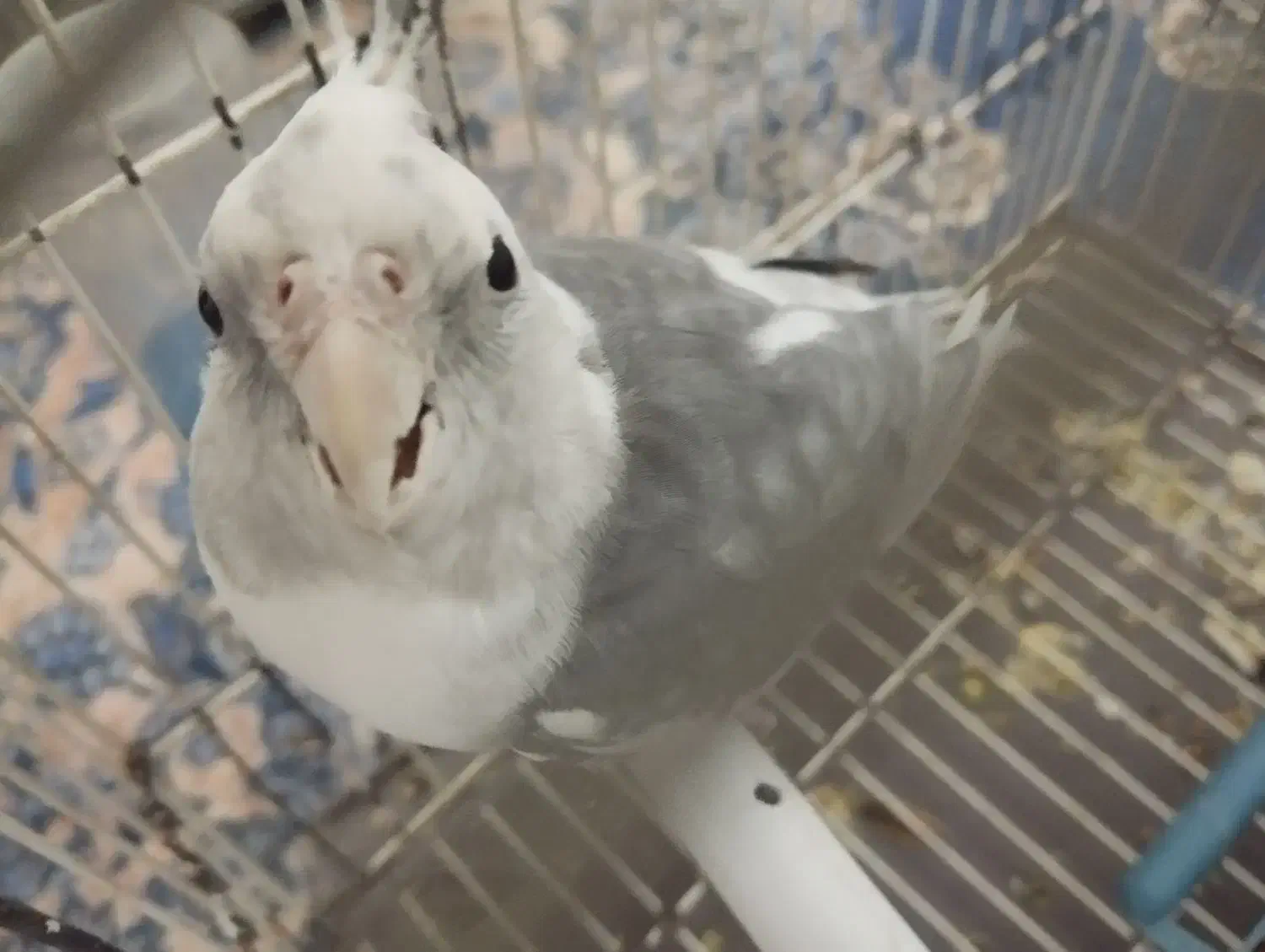 عروس هلندی سخنگو|پرنده|بافت, |دیوار