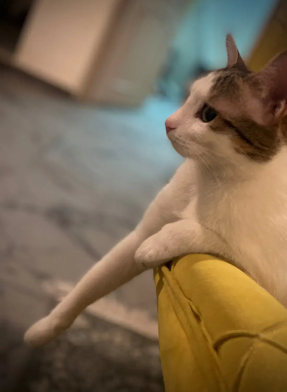 واگذاری گربه نر|گربه|زنجان, |دیوار