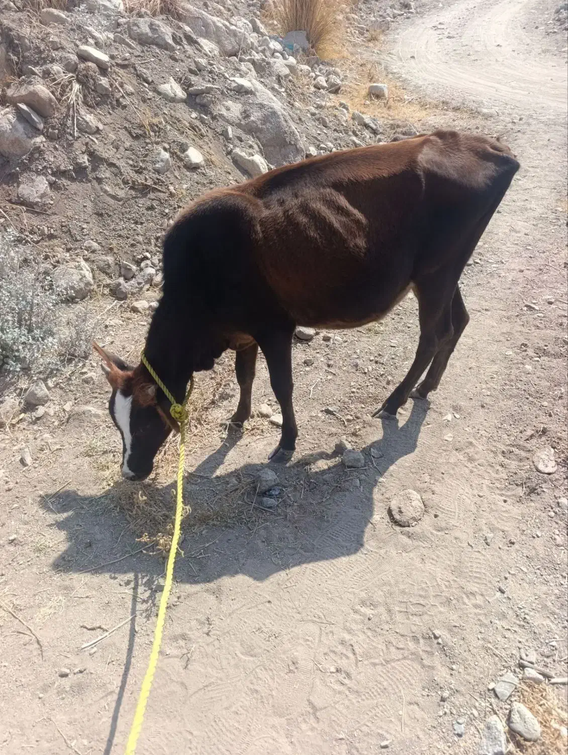 گاو|حیوانات مزرعه|درب بهشت, |دیوار