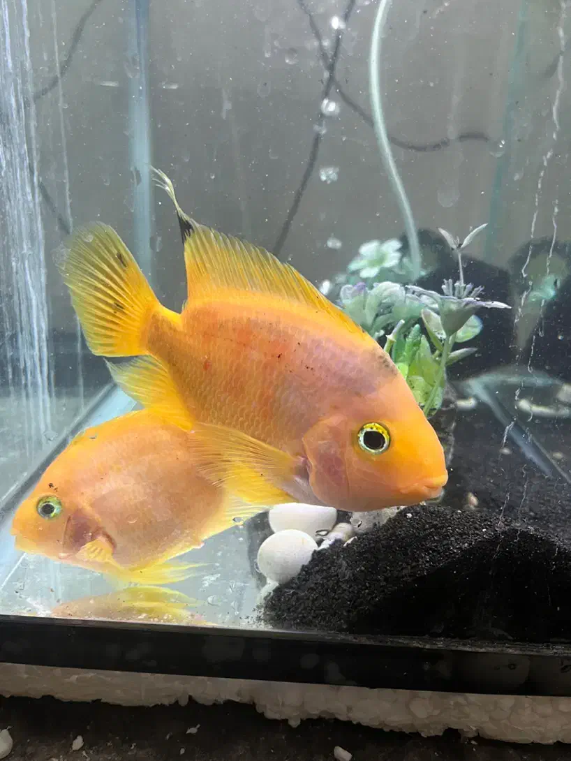 ماهی طوطی آگواریومی|ماهی|یزد, |دیوار