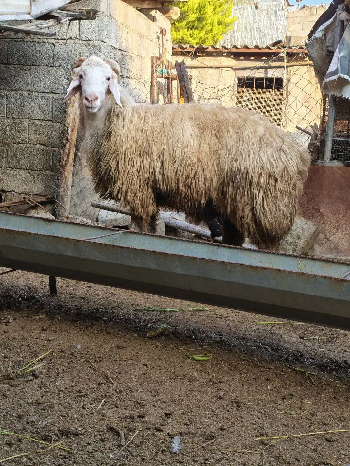 بره گوسفند نر قوچ تخمی|حیوانات مزرعه|قائمشهر, |دیوار