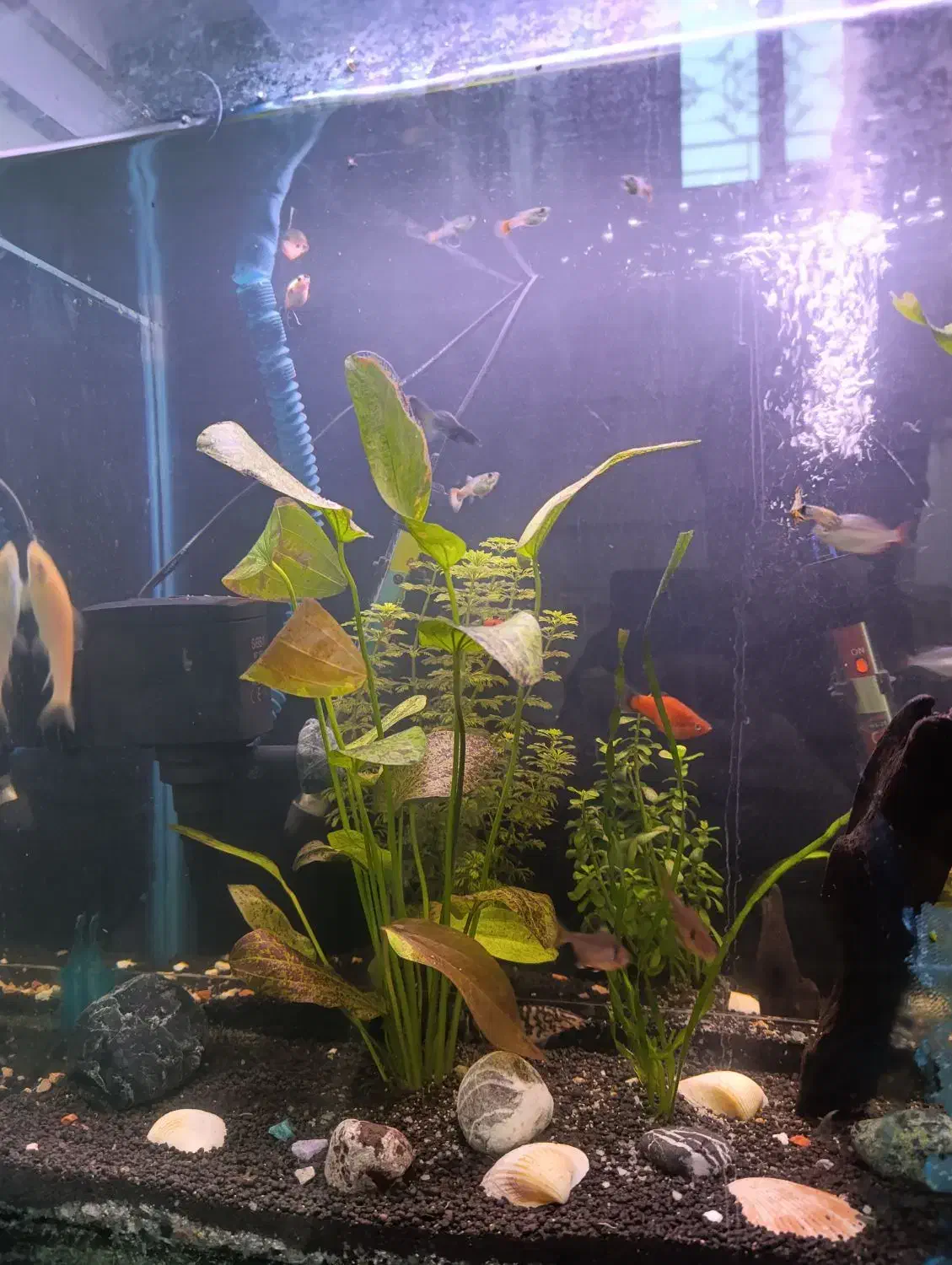 آکواریوم گیاهی|ماهی|قرچک, مهدیه|دیوار