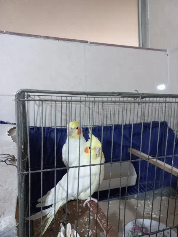 فروش پرنده|پرنده|گرگان, |دیوار