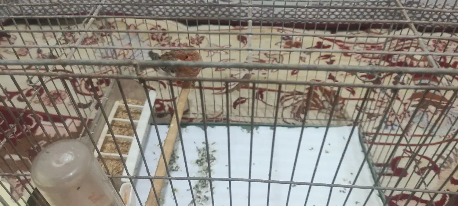 قناری|پرنده|اهواز, کوی جواهری|دیوار