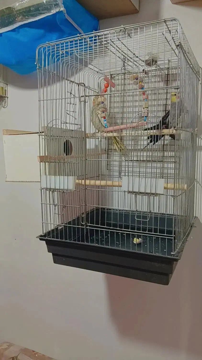 عروس هلندی|پرنده|باسمنج, |دیوار