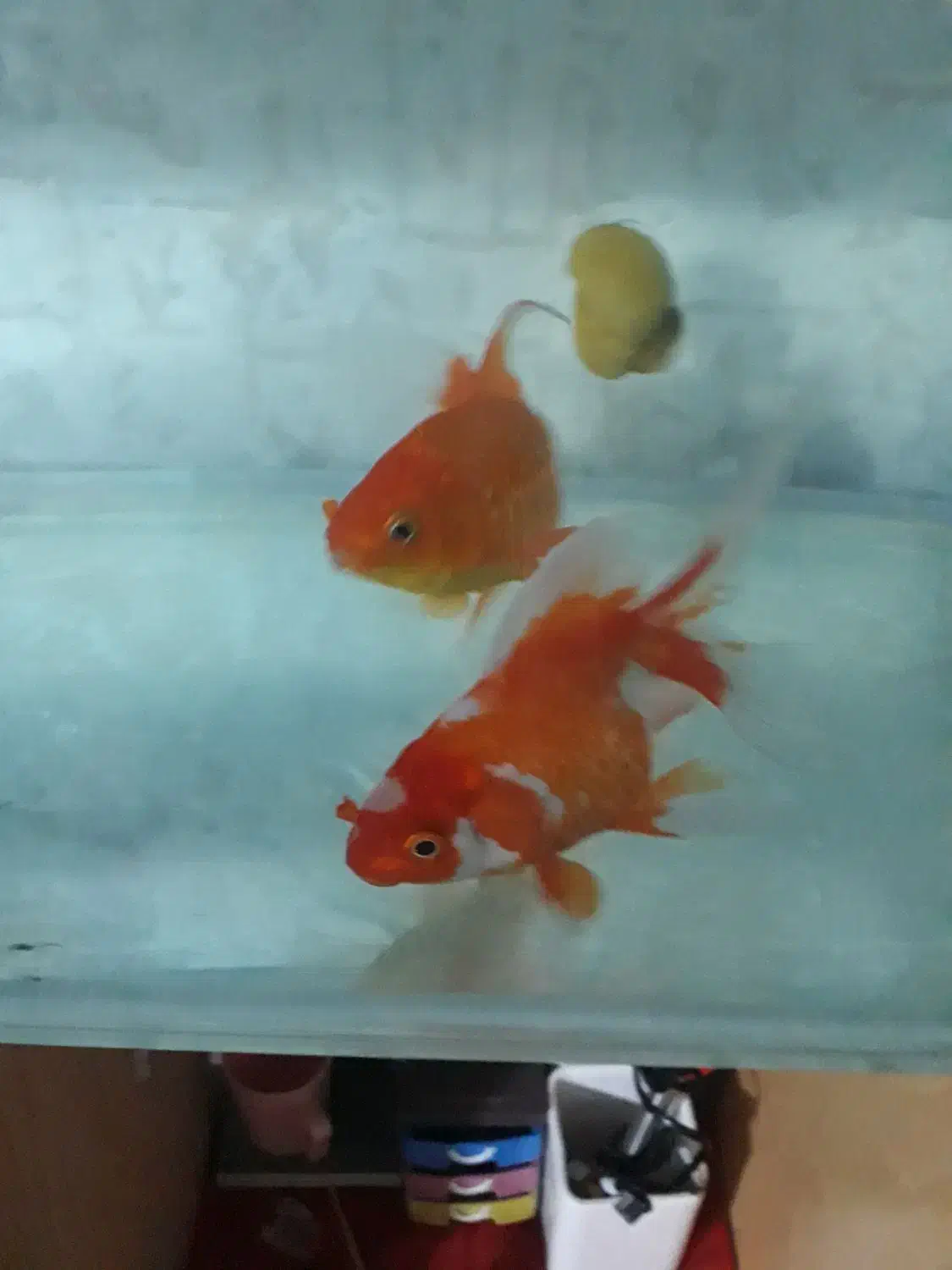 یک عدد ماهی گلفیش و سه عدد هدیه|ماهی|قزوین, |دیوار